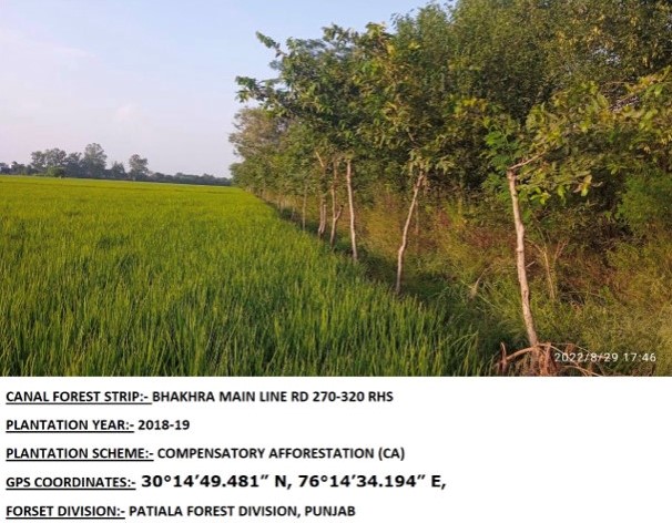 Compensatory Afforestation
